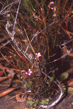 APII jpeg image of Stylidium dunlopianum  © contact APII