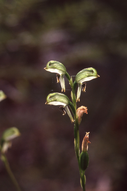 APII jpeg image of Pterostylis melagramma  © contact APII