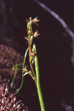 APII jpeg image of Prasophyllum alpinum  © contact APII