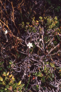 APII jpeg image of Forstera bellidifolia  © contact APII