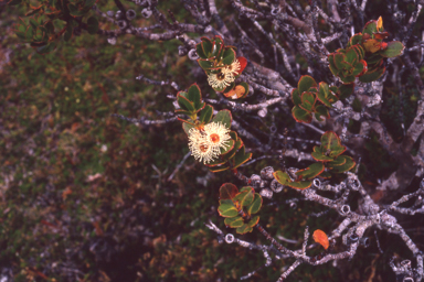 APII jpeg image of Eucalyptus vernicosa  © contact APII