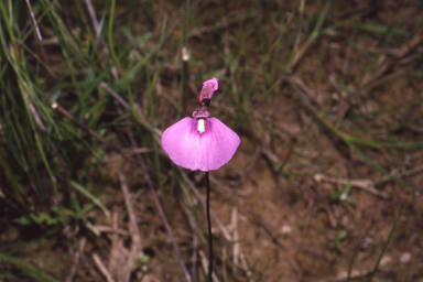 APII jpeg image of Utricularia dichotoma  © contact APII