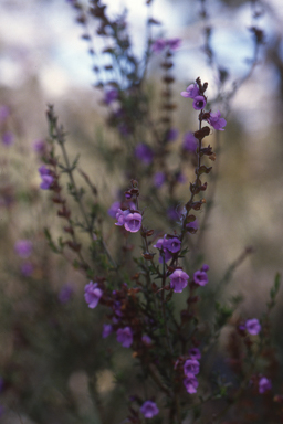 APII jpeg image of Prostanthera denticulata  © contact APII