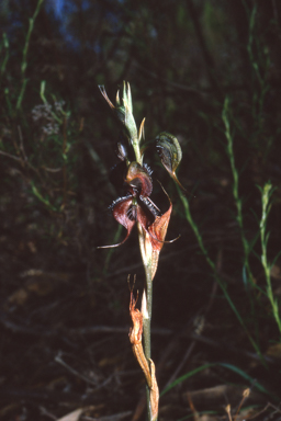 APII jpeg image of Pterostylis boormanii  © contact APII