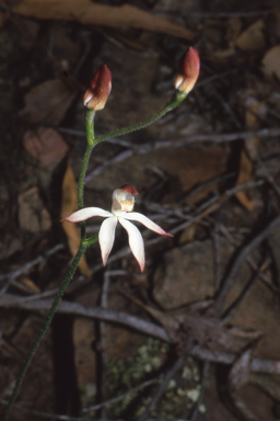 APII jpeg image of Caladenia gracilis  © contact APII