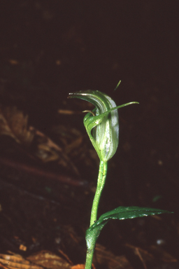 APII jpeg image of Pterostylis alpina  © contact APII