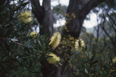 APII jpeg image of Callistemon pallidus  © contact APII