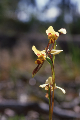 APII jpeg image of Diuris sulphurea  © contact APII