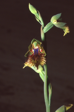 APII jpeg image of Calochilus campestris  © contact APII