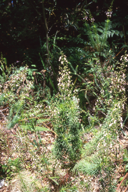 APII jpeg image of Stylidium laricifolium  © contact APII