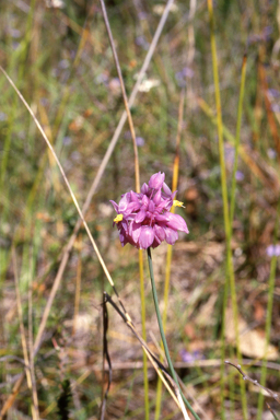 APII jpeg image of Sowerbaea juncea  © contact APII