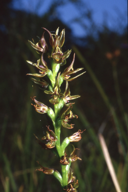 APII jpeg image of Prasophyllum appendiculatum  © contact APII