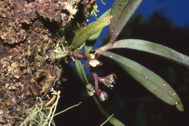 APII jpeg image of Plectorrhiza tridentata  © contact APII