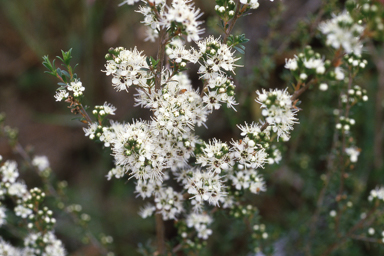 APII jpeg image of Kunzea ericoides  © contact APII