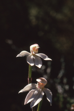 APII jpeg image of Caladenia alpina  © contact APII