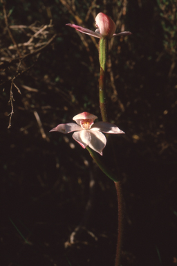 APII jpeg image of Caladenia alpina  © contact APII