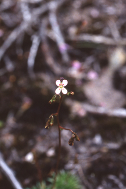 APII jpeg image of Stylidium soboliferum  © contact APII