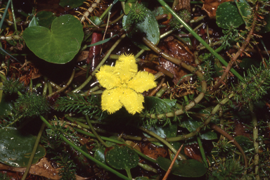 APII jpeg image of Nymphoides spinulosperma  © contact APII