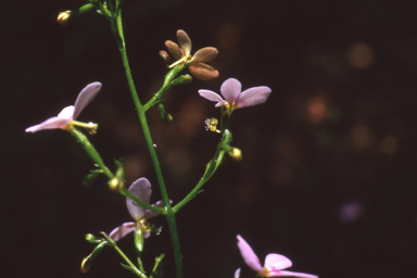 APII jpeg image of Stylidium laricifolium  © contact APII