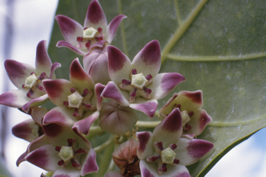 APII jpeg image of Calotropis procera  © contact APII