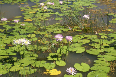 APII jpeg image of Nymphaea violacea  © contact APII