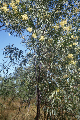 APII jpeg image of Acacia platycarpa  © contact APII