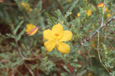 APII jpeg image of Petalostylis cassioides,<br/>Stylidium burbidgeanum  © contact APII