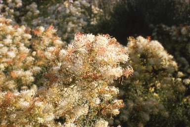 APII jpeg image of Acacia platycarpa,<br/>Grevillea leptopoda  © contact APII