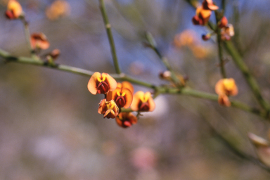 APII jpeg image of Daviesia divaricata,<br/>Templetonia hookeri  © contact APII