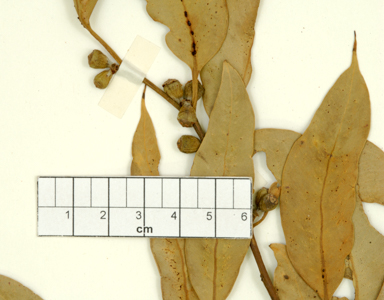 APII jpeg image of Corymbia flavescens  © contact APII