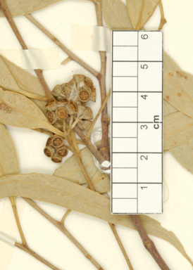 APII jpeg image of Eucalyptus microtheca  © contact APII
