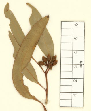 APII jpeg image of Eucalyptus barmedmanensis  © contact APII