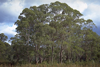 APII jpeg image of Eucalyptus nitida  © contact APII