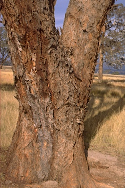 APII jpeg image of Eucalyptus melliodora  © contact APII