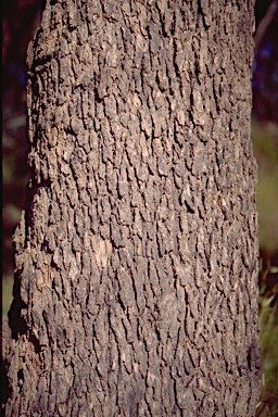 APII jpeg image of Eucalyptus bridgesiana  © contact APII