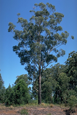 APII jpeg image of Eucalyptus pilularis  © contact APII