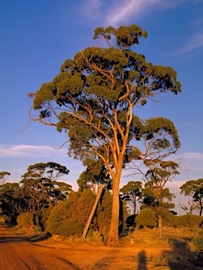 APII jpeg image of Eucalyptus melanoxylon  © contact APII