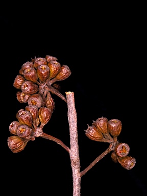 APII jpeg image of Eucalyptus arachnaea subsp. arrecta  © contact APII