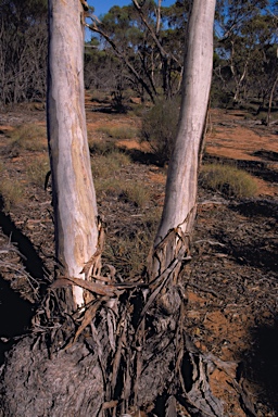 APII jpeg image of Eucalyptus optima  © contact APII