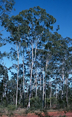 APII jpeg image of Corymbia citriodora subsp. variegata  © contact APII