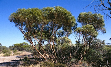 APII jpeg image of Eucalyptus rigidula  © contact APII