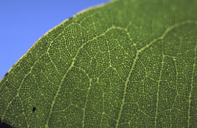 APII jpeg image of Corymbia grandifolia subsp. lamprocardia  © contact APII