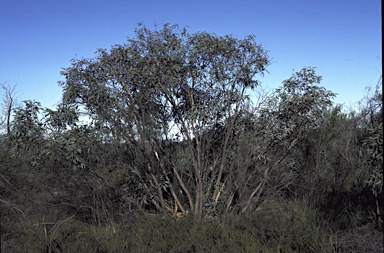 APII jpeg image of Eucalyptus ammophila  © contact APII