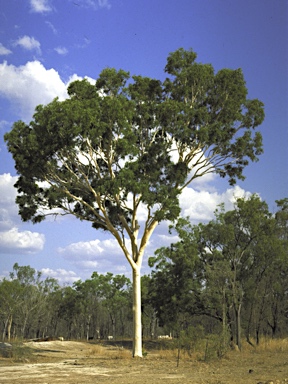 APII jpeg image of Eucalyptus dallachiana  © contact APII