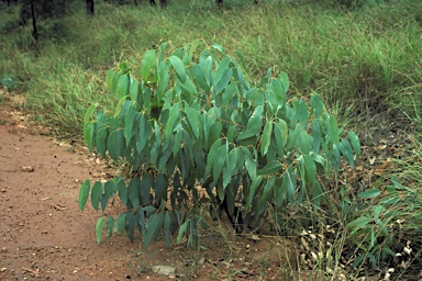 APII jpeg image of Eucalyptus sphaerocarpa  © contact APII