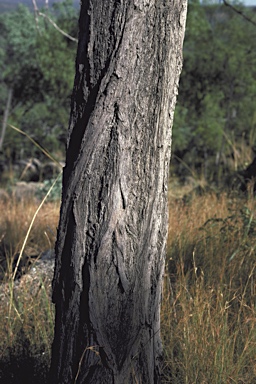 APII jpeg image of Eucalyptus staigeriana  © contact APII