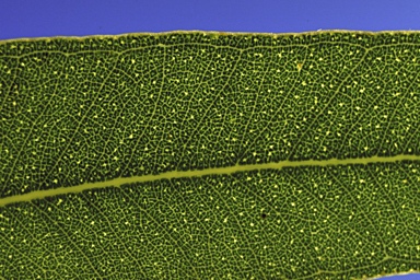 APII jpeg image of Eucalyptus virens  © contact APII