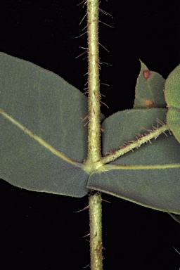 APII jpeg image of Eucalyptus zygophylla  © contact APII