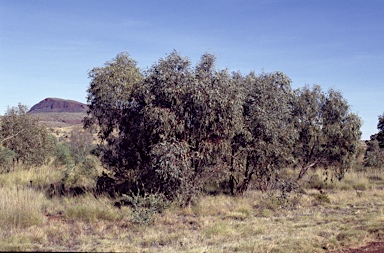 APII jpeg image of Eucalyptus zygophylla  © contact APII