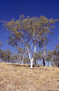 APII jpeg image of Eucalyptus zygophylla  © contact APII